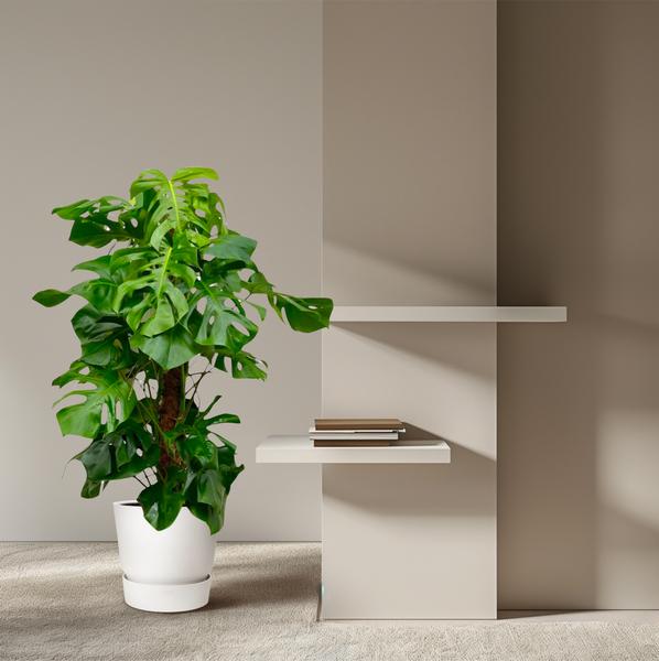 Monstera Deliciosa XXL - 150cm - 27