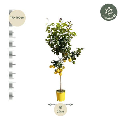 Citroenboom - 180 cm - ø24
