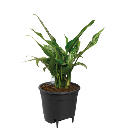 Self Watering Insert - 17 cm