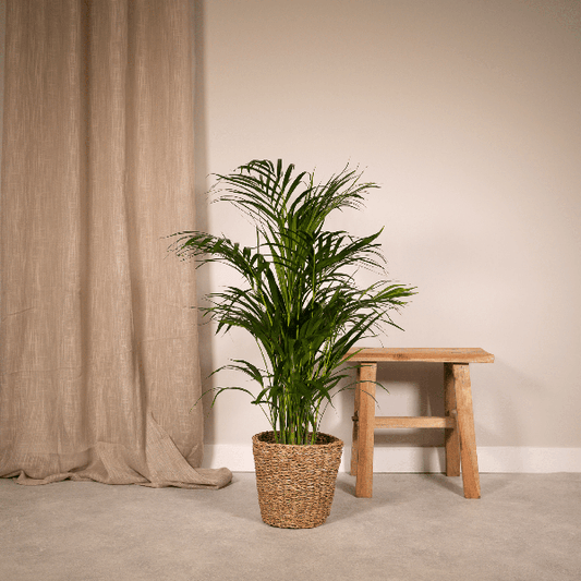 Areca palm - Ø19cm - 85cm