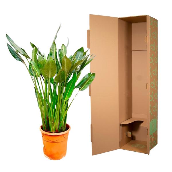 Strelitzia Reginae XL - 160cm - 30