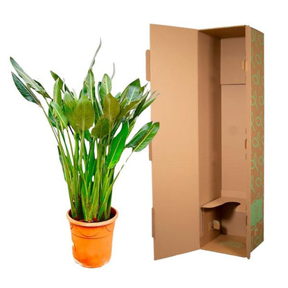 Strelitzia Reginae XL - 160cm - 30
