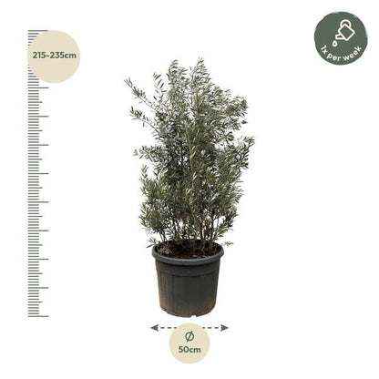 Olea Europaea struik - 225cm- Ø50