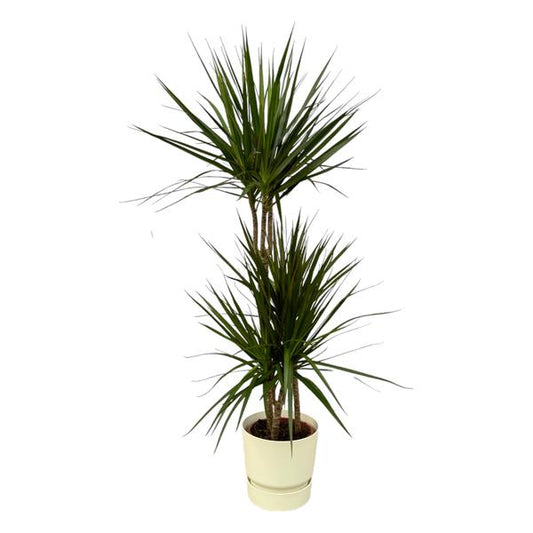 Dracaena Marginata - 120cm - Ø21cm inclusief elho Greenville Round wit D24xH23