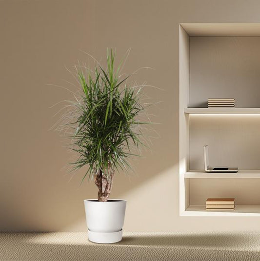 Dracaena Marginata vertakt - 160 cm - ø32
