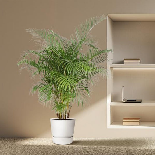 Dypsis Lutescens (Goudpalm) - 200 cm - ø40