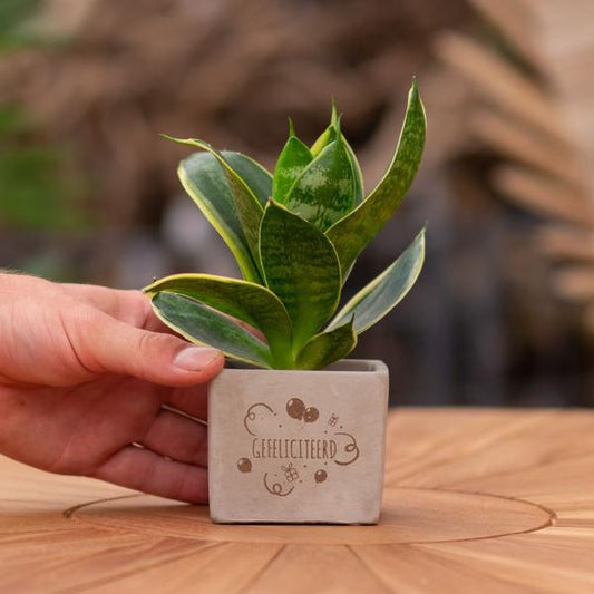 Sansevieria | Gefeliciteerd