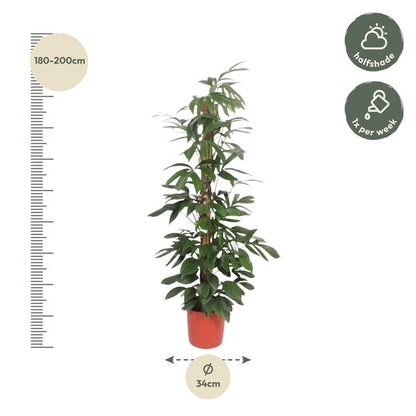 Philodendron Dragon Tail mosstok - 220 cm - ø34