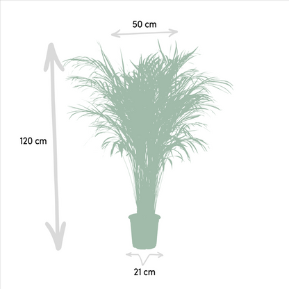 Areca palm - Ø21cm - 110cm