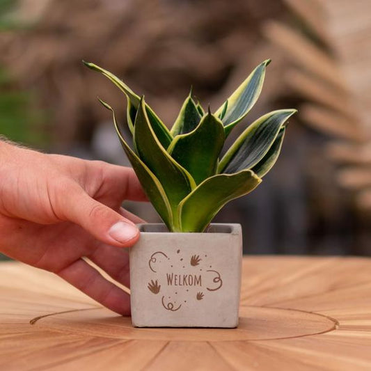 Sansevieria | Welkom
