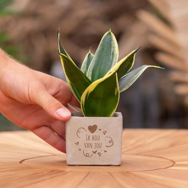 Sansevieria | Ik hou van jou