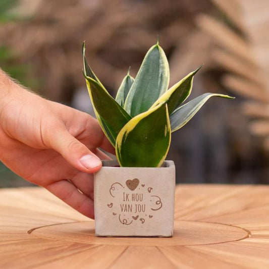 Sansevieria | Ik hou van jou