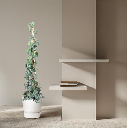 Scindapsus Pictus Trebie piramide - 160 cm - ø27