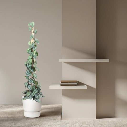 Scindapsus Pictus Trebie piramide - 160 cm - ø27