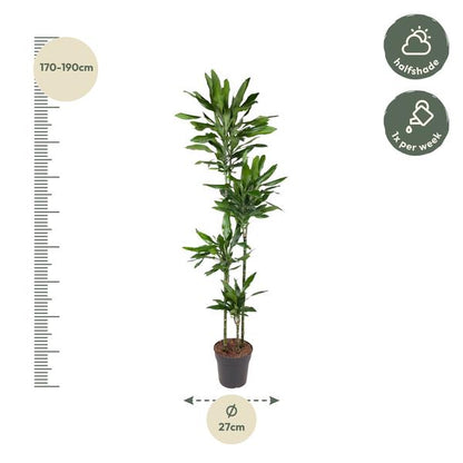 Dracaena Janet Lind - 180 cm - ø27