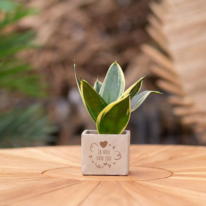 Sansevieria | Ik hou van jou
