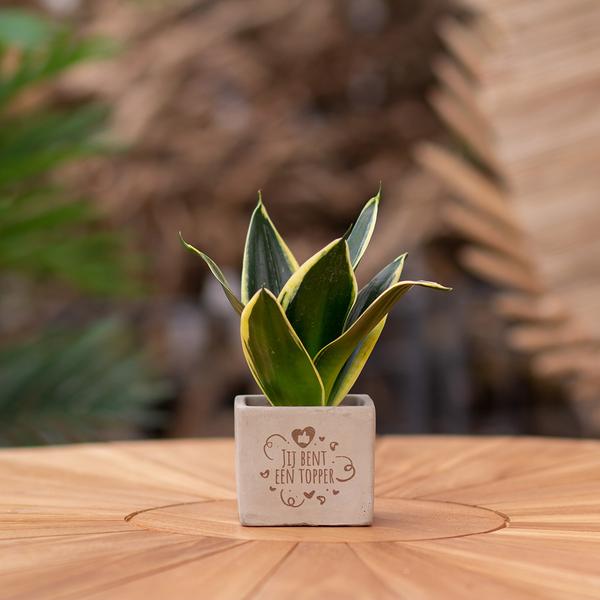 Sansevieria | Jij bent een topper