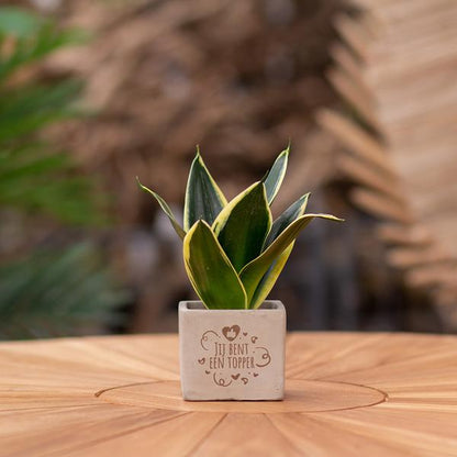 Sansevieria | Jij bent een topper