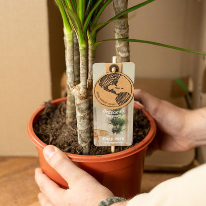 Dracaena Marginata - Ø17cm - ?90cm