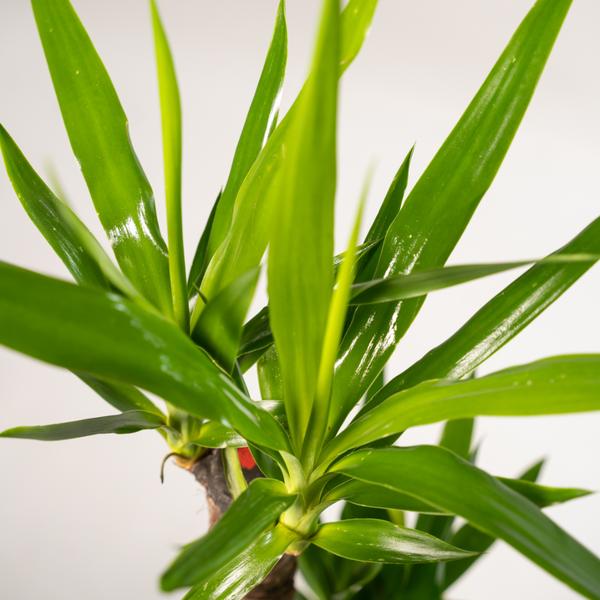 2x Yucca - 90cm - Ø17cm