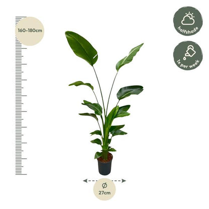 Strelitzia Nicolai - 180 cm - 24