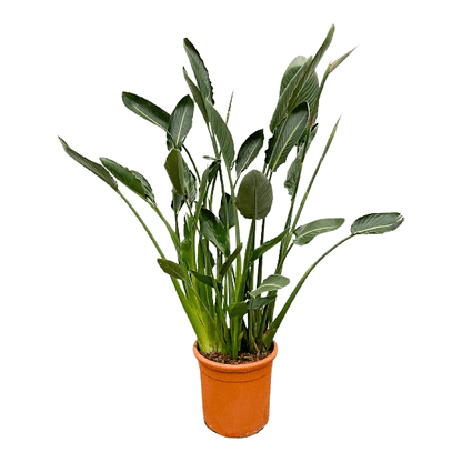 Strelitzia Reginae XL - 160cm - 30