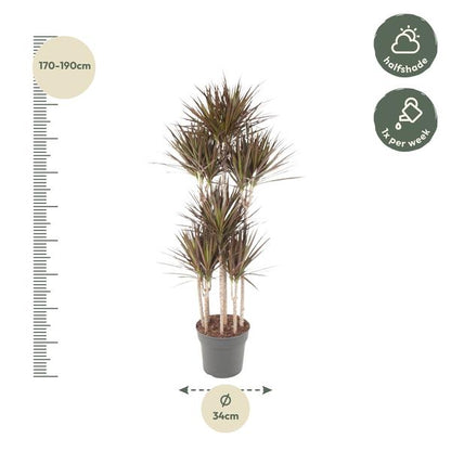 Dracaena Magenta Carrousel - 180 cm - ø34