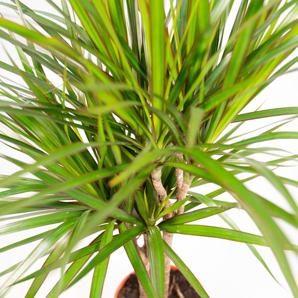 Dracaena Marginata - Ø21cm - ?120cm