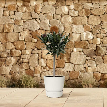 Nerium Oleander op stam met roze bloem - 90cm - Ø22