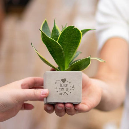 Sansevieria | Ik hou van jou