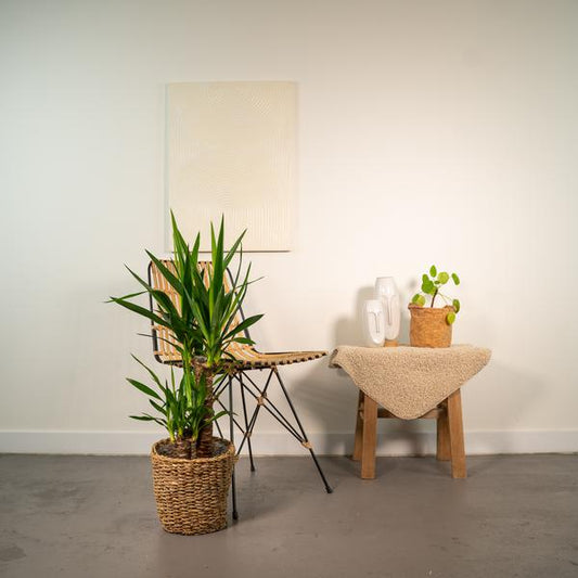 Yucca - Ø17cm - ?90cm