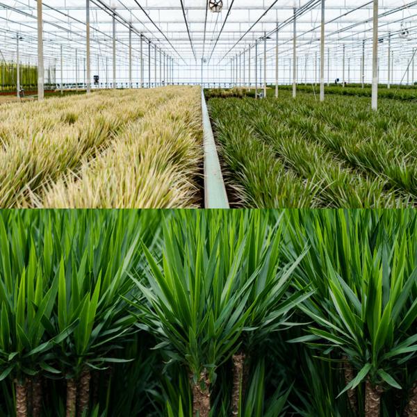 Dracaena 70cm - Ø17cm + Yucca 90cm - Ø17cm