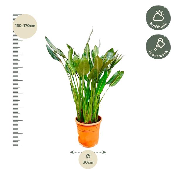 Strelitzia Reginae XL - 160cm - 30