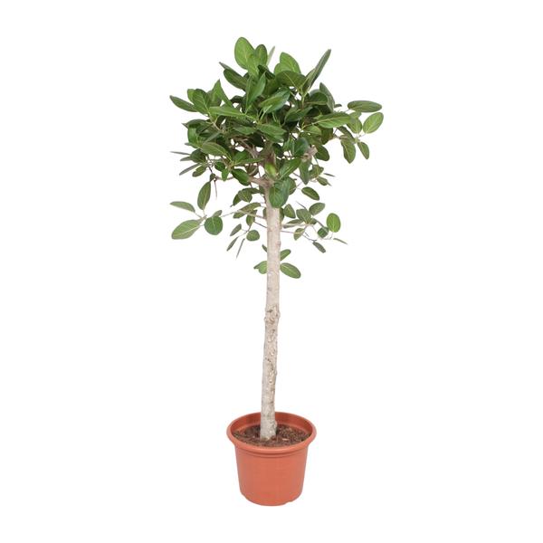 Ficus Benghalensis boom - 190 cm - ø40