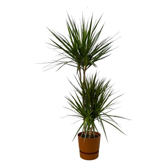 Dracaena Marginata - 120cm - Ø21cm inclusief elho Greenville Round bruin D24xH23