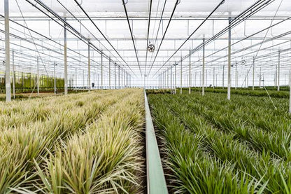 Dracaena Marginata - Ø21cm - ?120cm