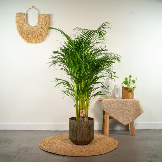 Areca palm - Ø24cm - 130cm