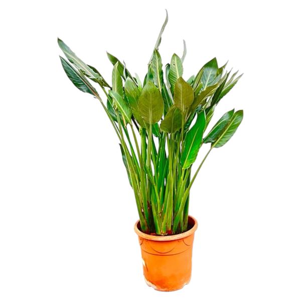 Strelitzia Reginae XL - 160cm - 30