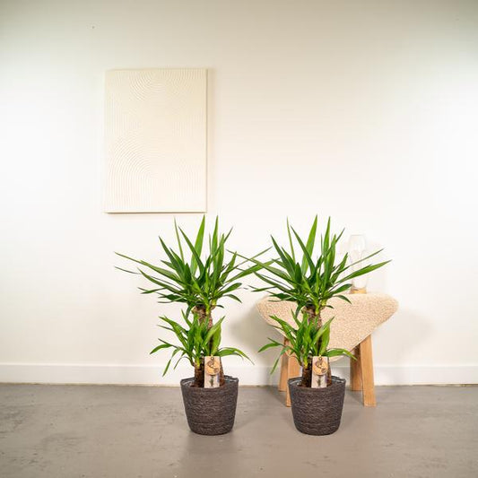 2x Yucca - 90cm - Ø17cm