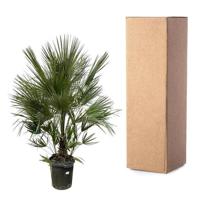 Chamaerops Humilis struik - 200 cm - ø40