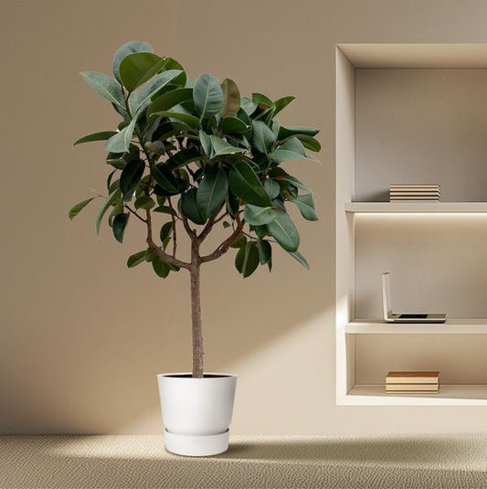 Ficus Elastica Robusta op stam - 200 cm - ø40