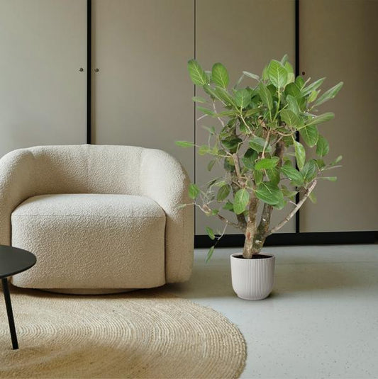 Ficus Benghalensis vertakt - 140 cm - ø40