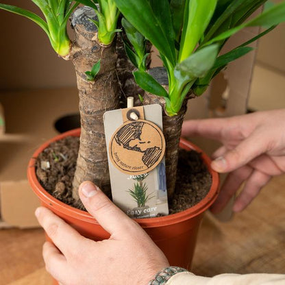 Yucca - Ø17cm - ?90cm