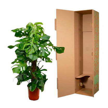 Monstera Deliciosa XXL - 150cm - 27