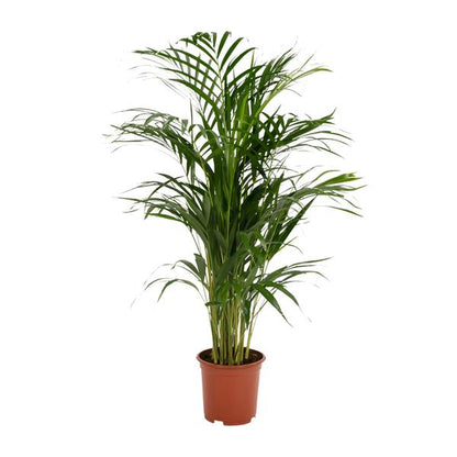 Areca palm - Ø19cm - 85cm