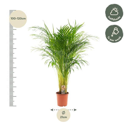 Areca palm - Ø21cm - 110cm
