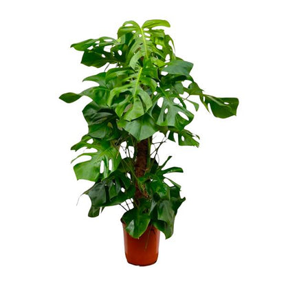 Monstera Deliciosa XXL - 150cm - 27