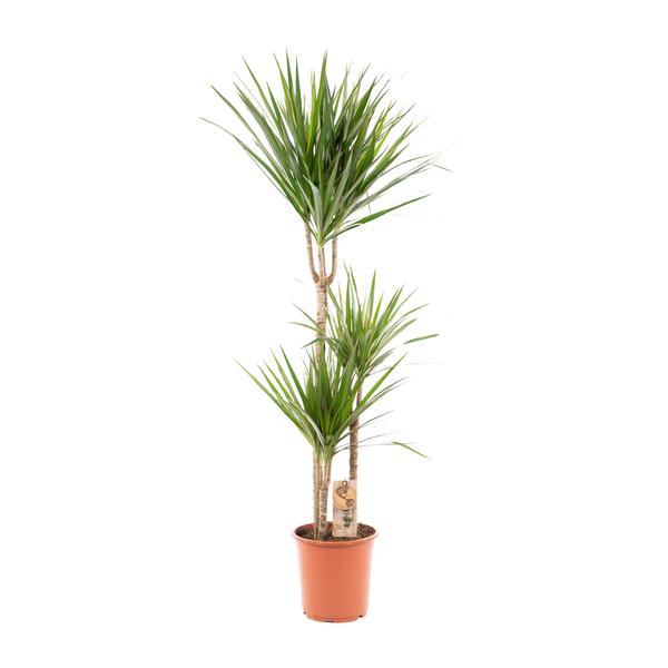Dracaena Marginata - Ø21cm - ?120cm