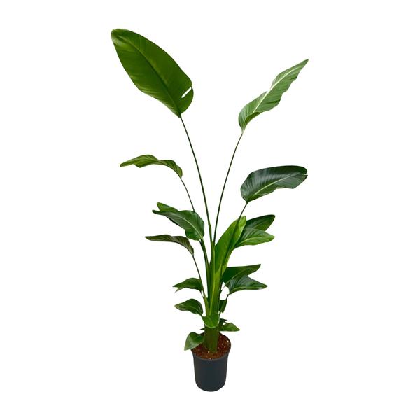 Strelitzia Nicolai - 180 cm - 24