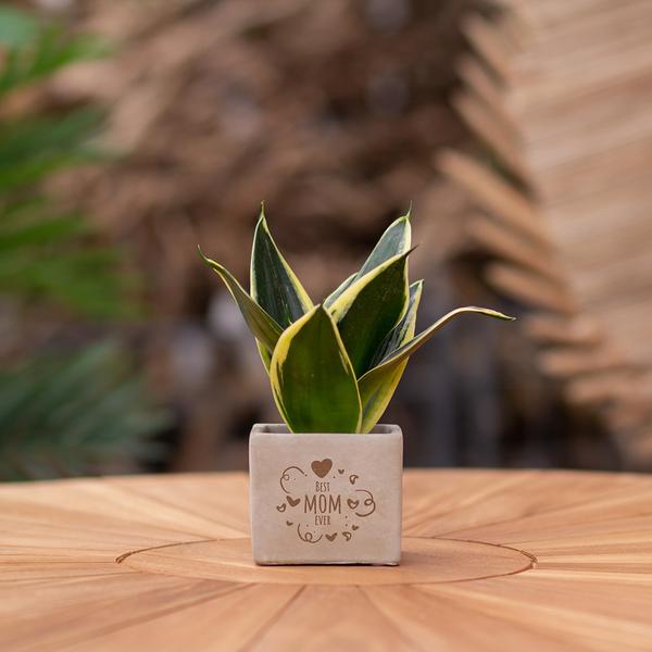 Sansevieria | Best mom ever